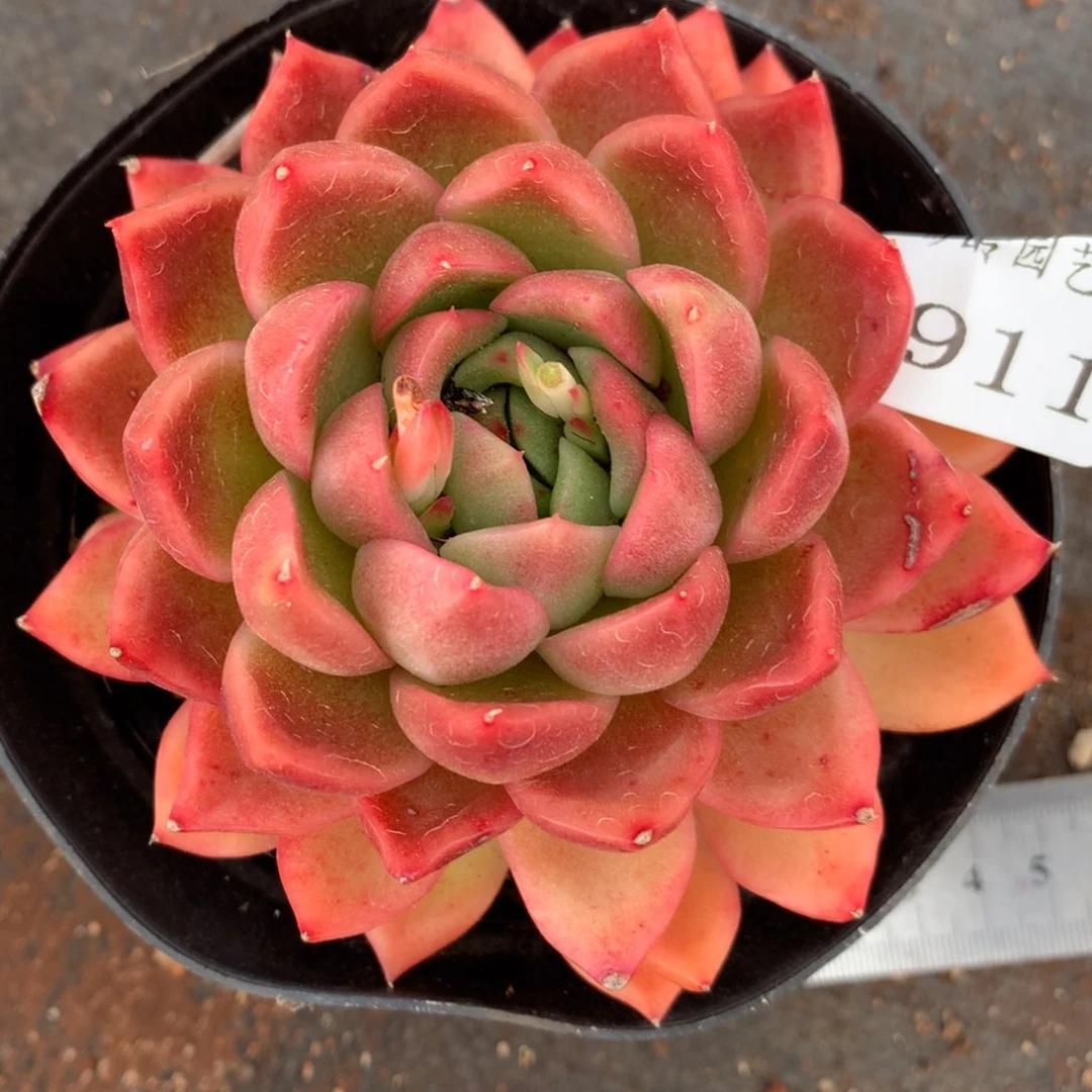 5911杂交精品基地9厘米