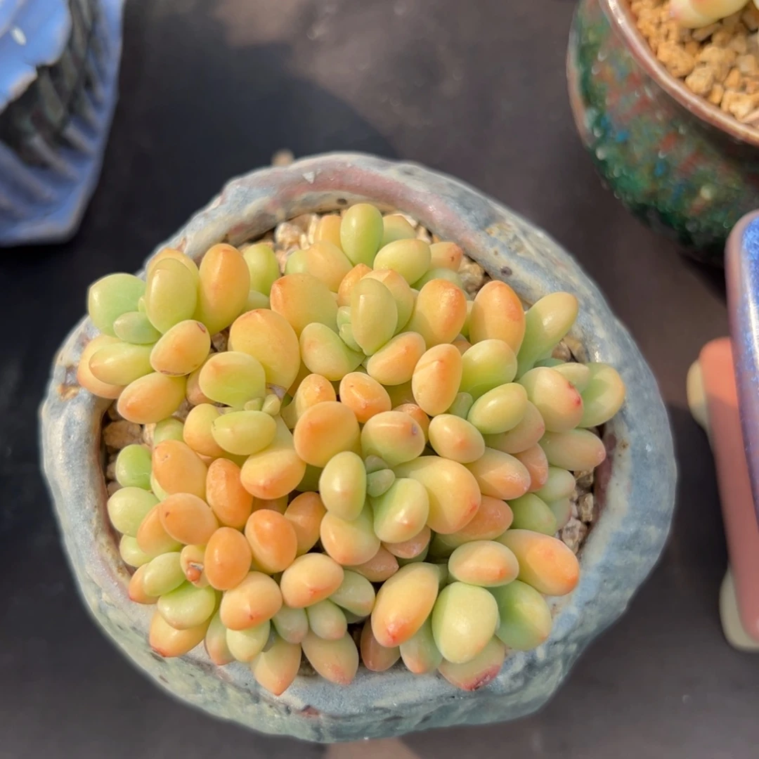 无花朵QQ糖1111111111111