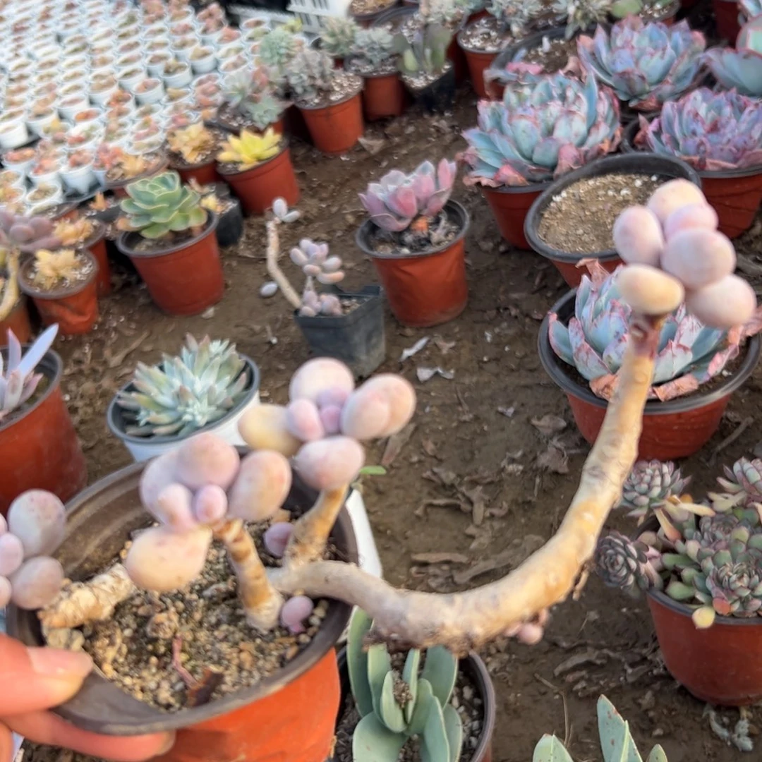 多肉植物多肉植物