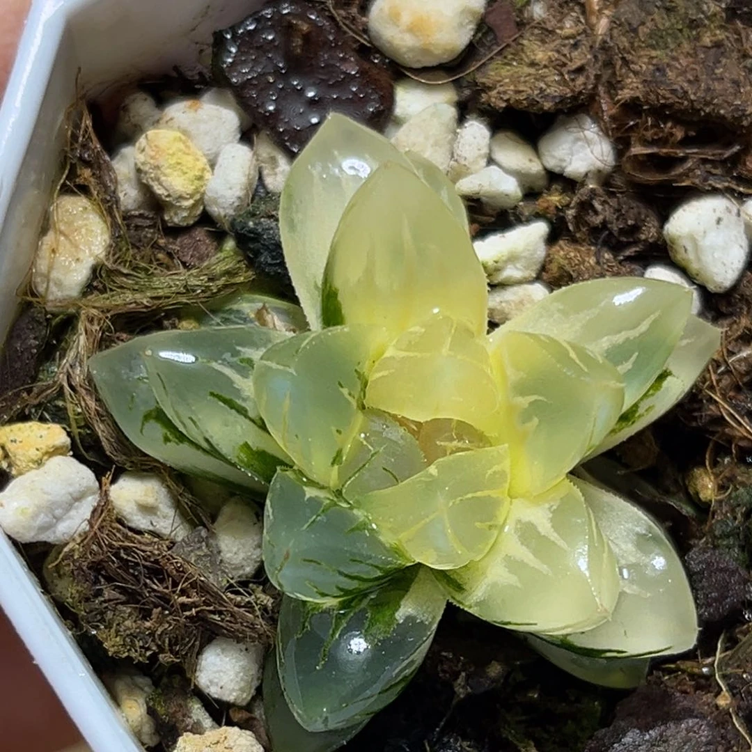 恭喜发财大吉大利0191