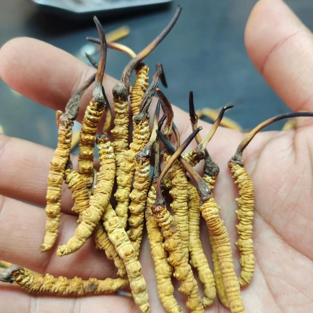 草草 煲汤浸酒【调味虾干福利】