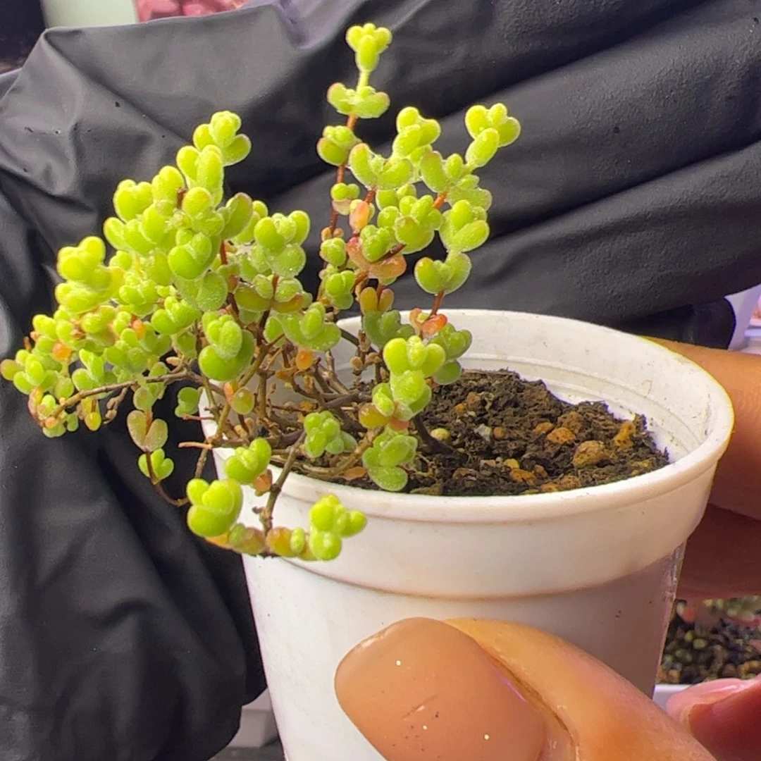 多肉植物枝干黄锦莱斯