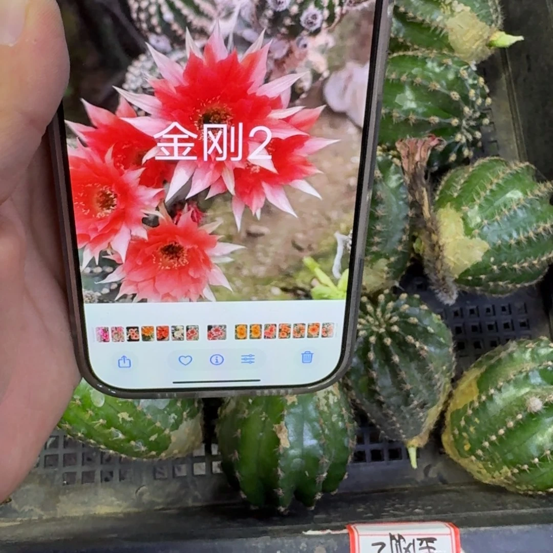 374金刚2歪无根侧牙4公分左右，20包邮斑