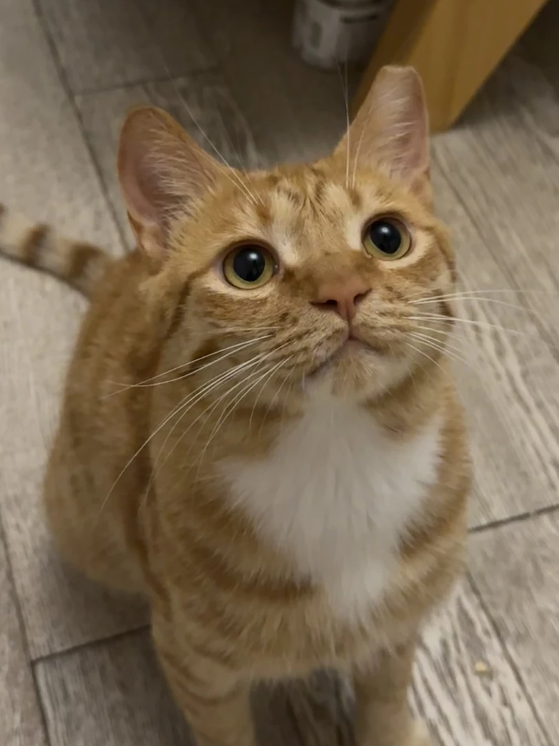 【直播专享】猫犬粮罐头冻干汤包汤罐猫条零食营养品合集特价！