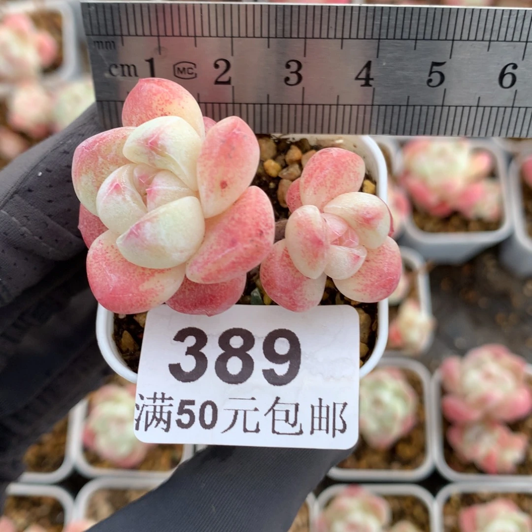 389。小树樱花冰玉双头。