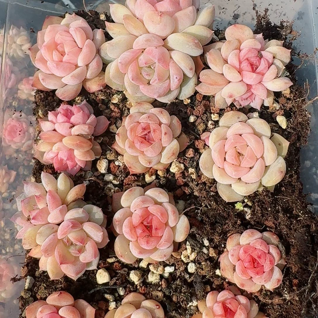 杂交新品珍妮多肉259