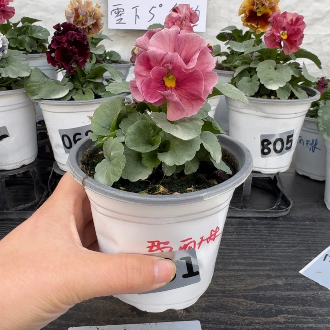 全部花朵小*帅131号玛丽林