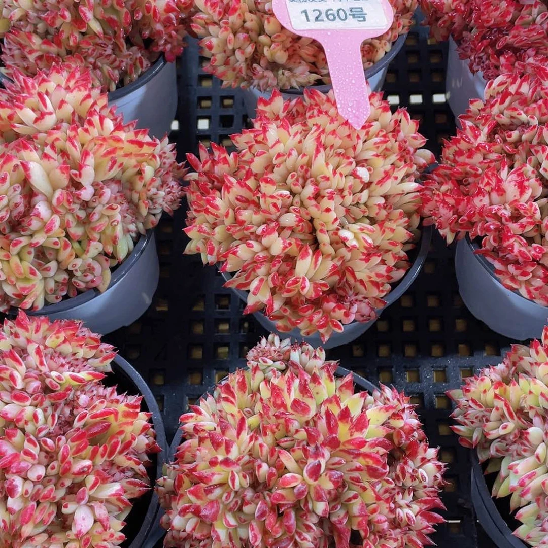 1260号 带板子全状态红拉糖缀化一颗