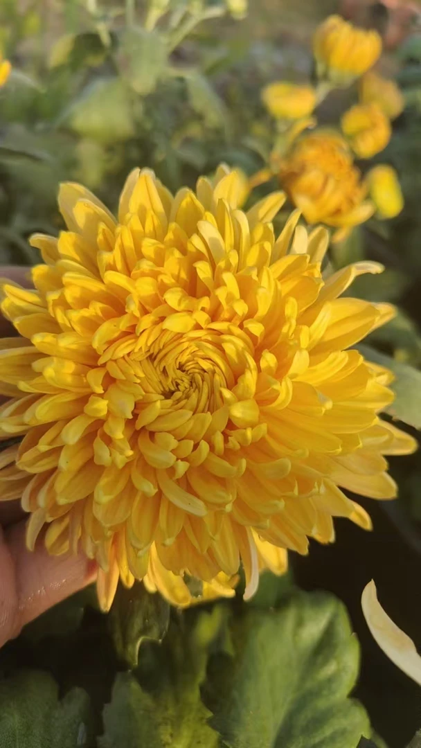 【盘龙金卓菊花】半成品无花苞包对版对色九月菊