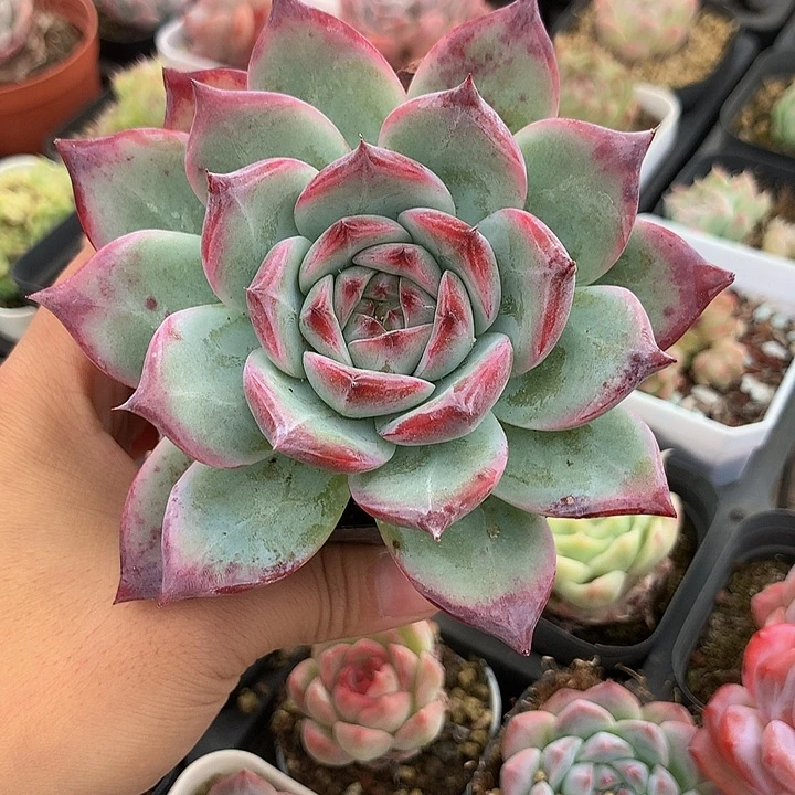 精控红拉糖多肉单头