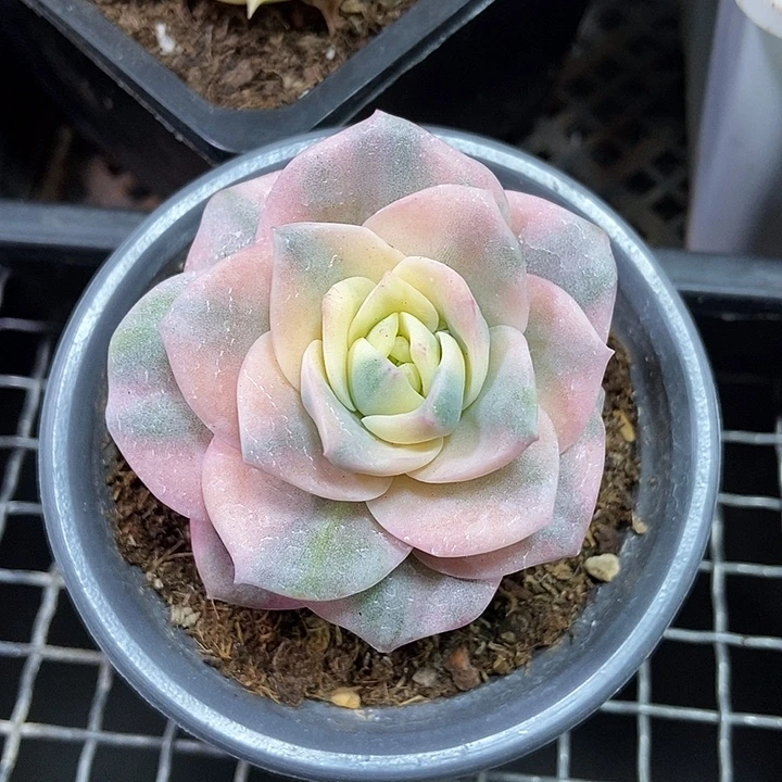 可爱玫瑰彩锦多肉