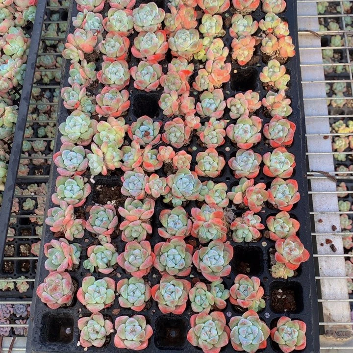 冰玉50个嗯嗯嗯嗯嗯好喜欢