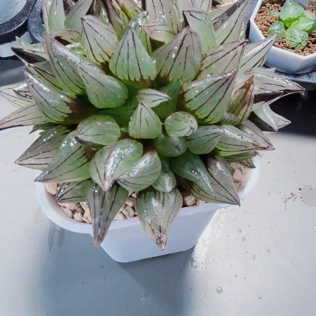 母本西瓜寿多肉植物