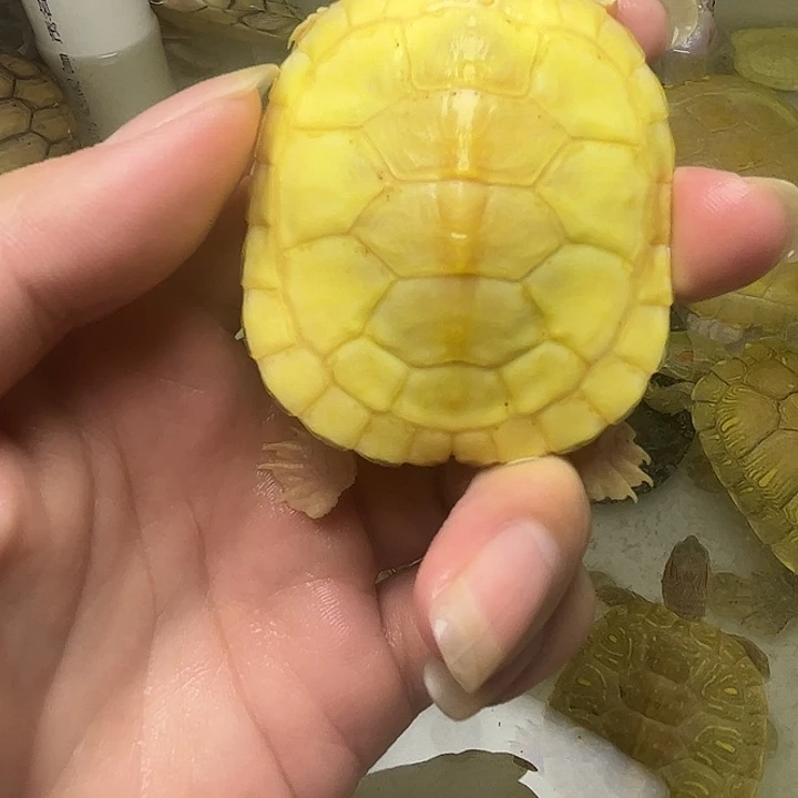 母巴西彩龟白巴全品5.6尺寸
