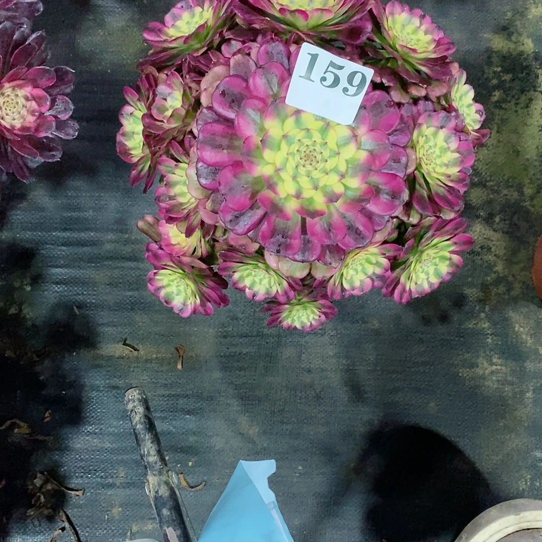 环**物维娜斯159多肉法师