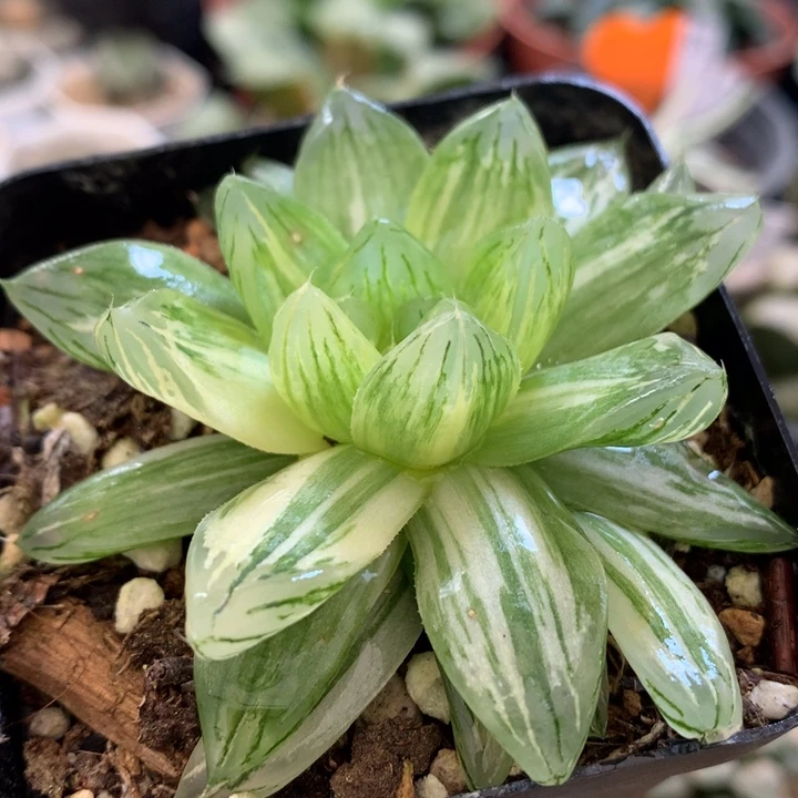 花火玉露锦，带盆发货