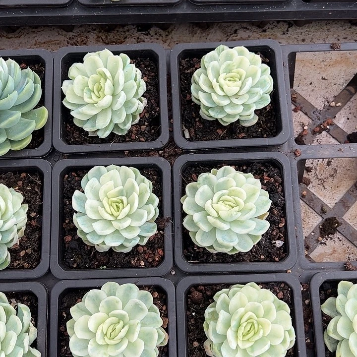 贝瑞锦一颗的价格