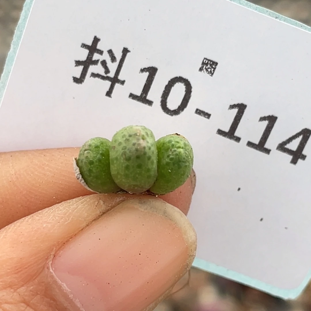 10-114草莓斑马肉锥