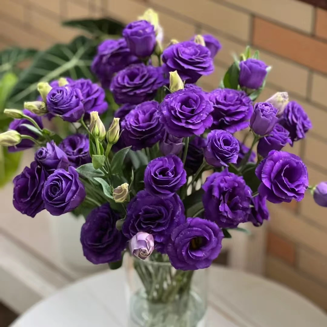 紫色洋桔梗 收到先醒花拍1单发中通2单升级快递