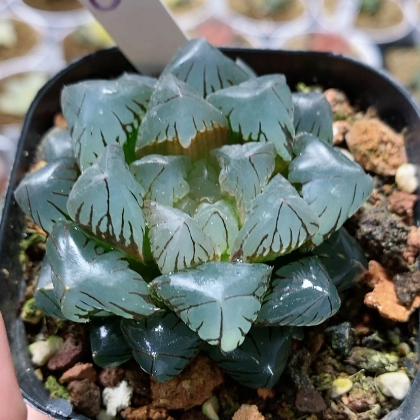 【闪购商品】5泰坦
