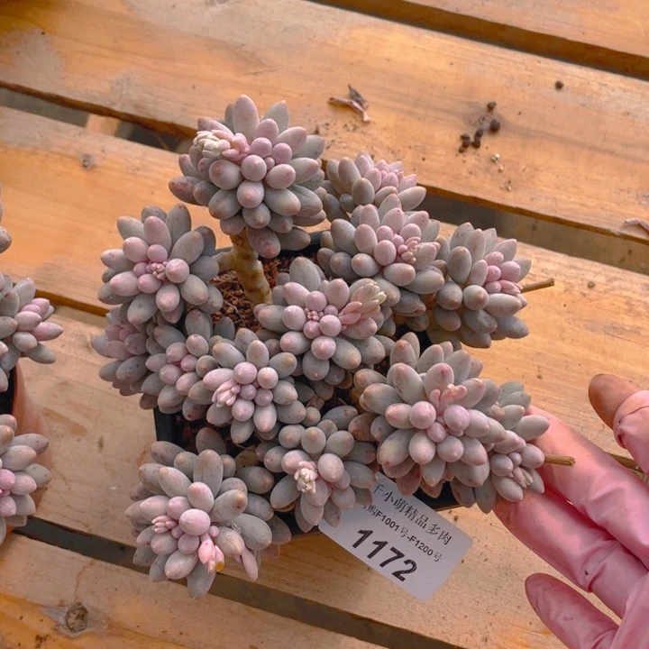 痛****3谢谢你的支持00000001172