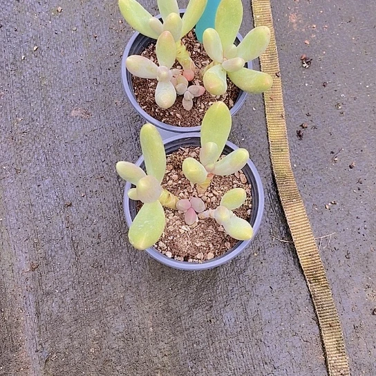 夜**兰1298多肉植物老桩