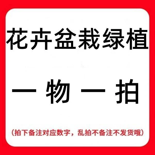 海岛盆景绿植，一物一拍，感谢支持！