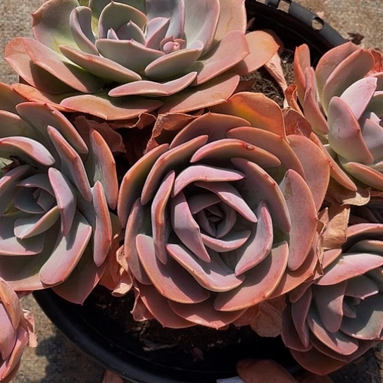 夜*尘埃22098多肉