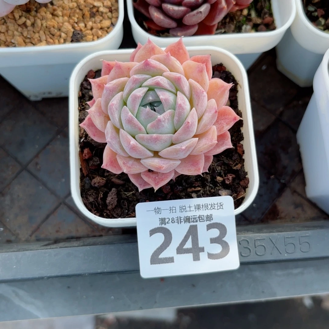 紫月影单头无盆土发货