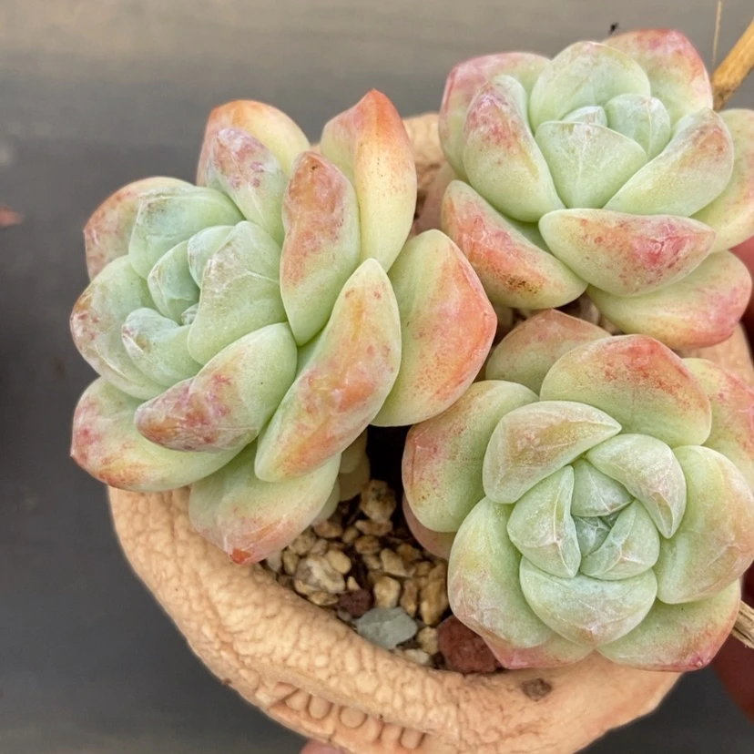 【闪购商品】冰玉群