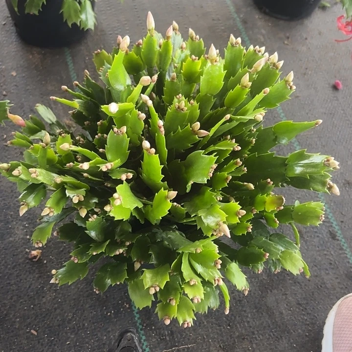 氜***雲当前无花栽培后可以开花