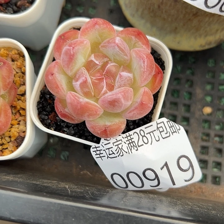 幸运的是我还没遇到