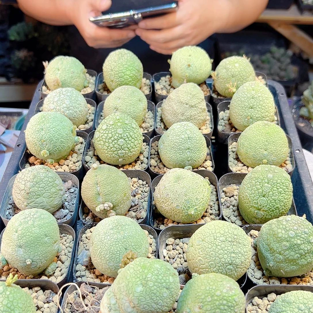 实生凝蹄玉4.2公分带盆1颗