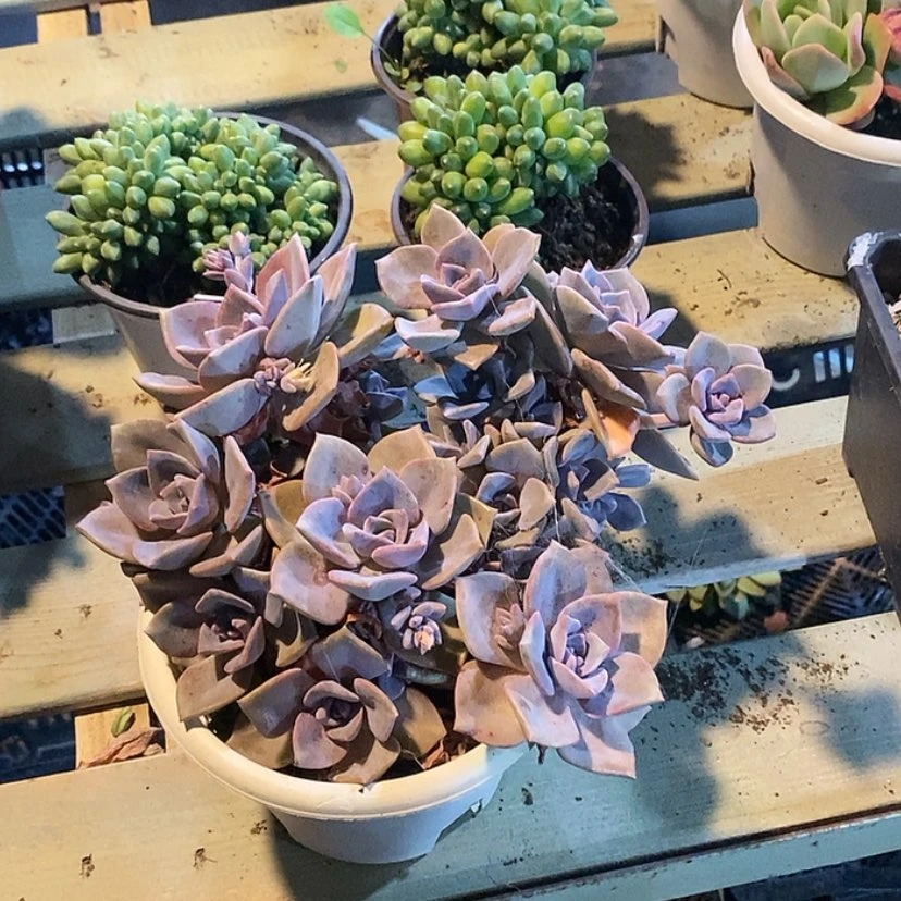 【闪购商品】彩虹糖1852