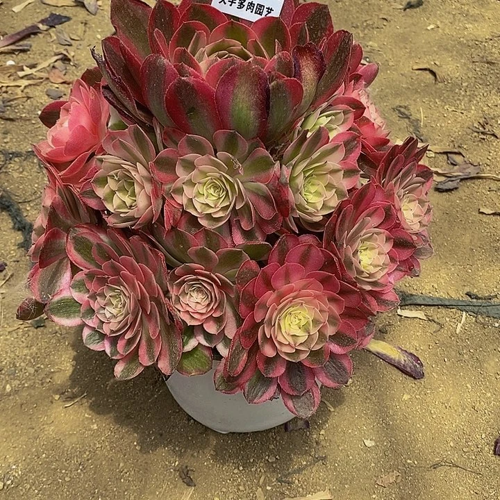 多肉倾城082多肉多头