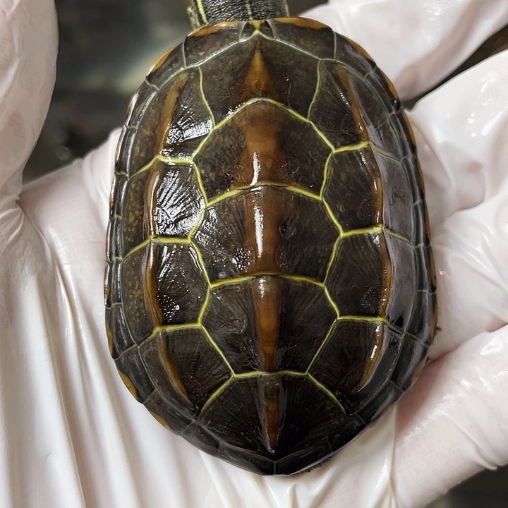 中华草龟公苏北金线草龟外塘龟