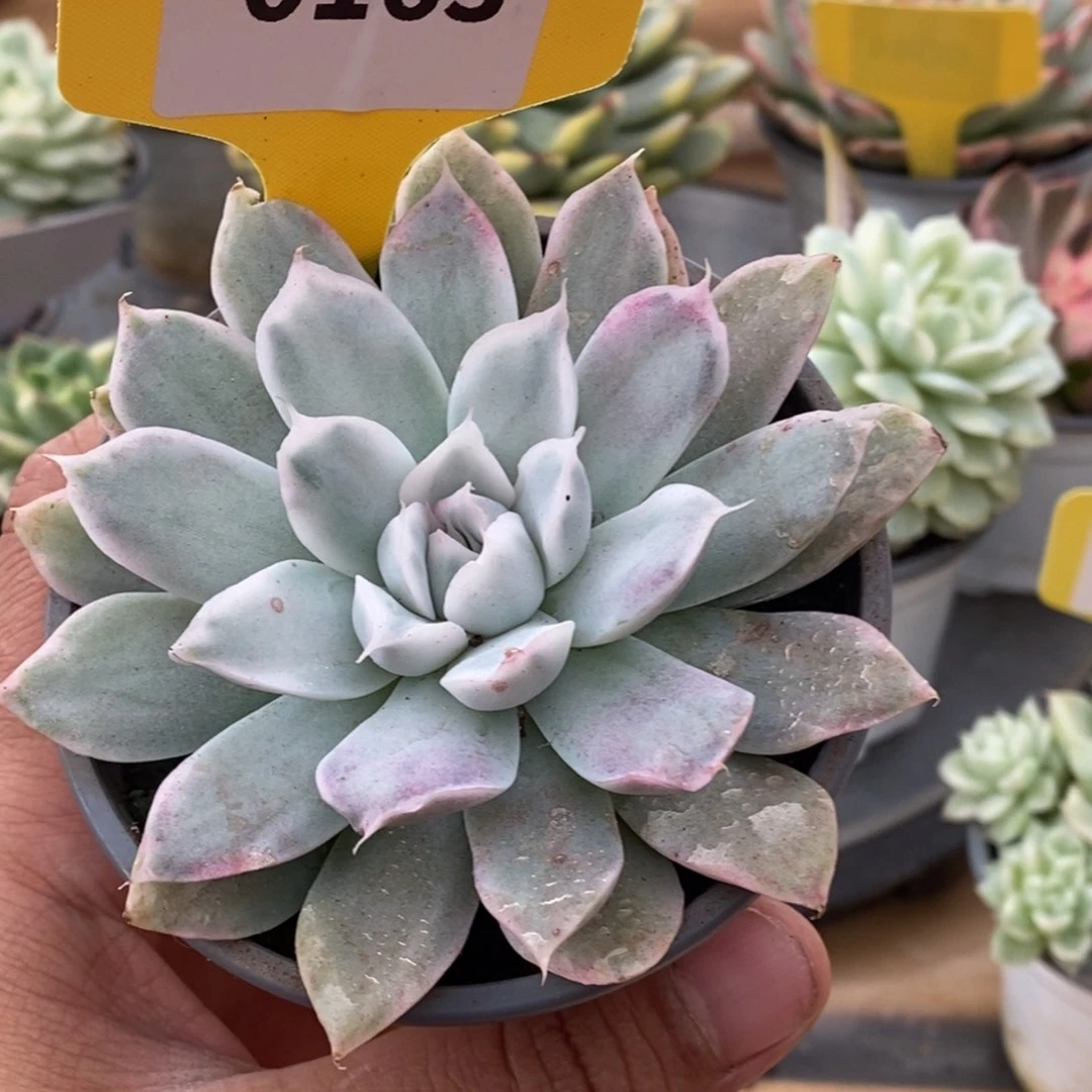 0163辛普森哈哈哈哈