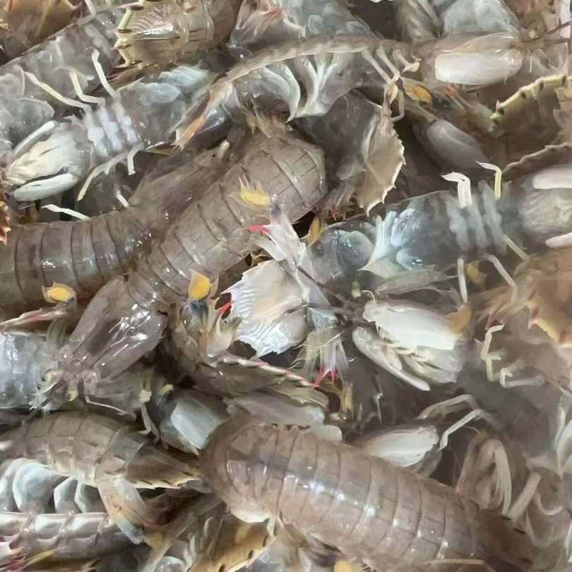 二届沟黑背全母虾爬子2斤139.9