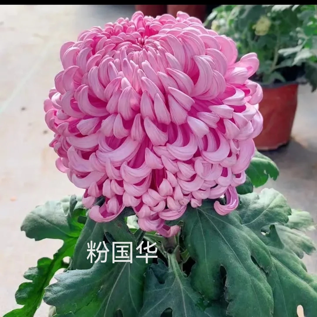 粉国华大菊花苗5棵