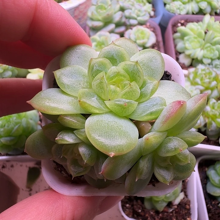 白小七珍妮三头福利