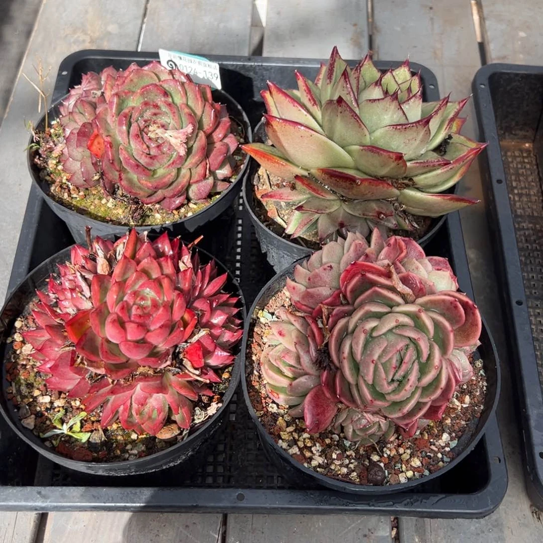 从前慢多肉精选编号0124.139