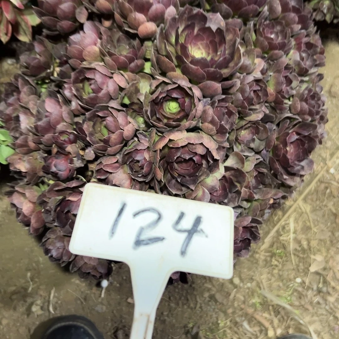 多肉植物紫罗花法师124