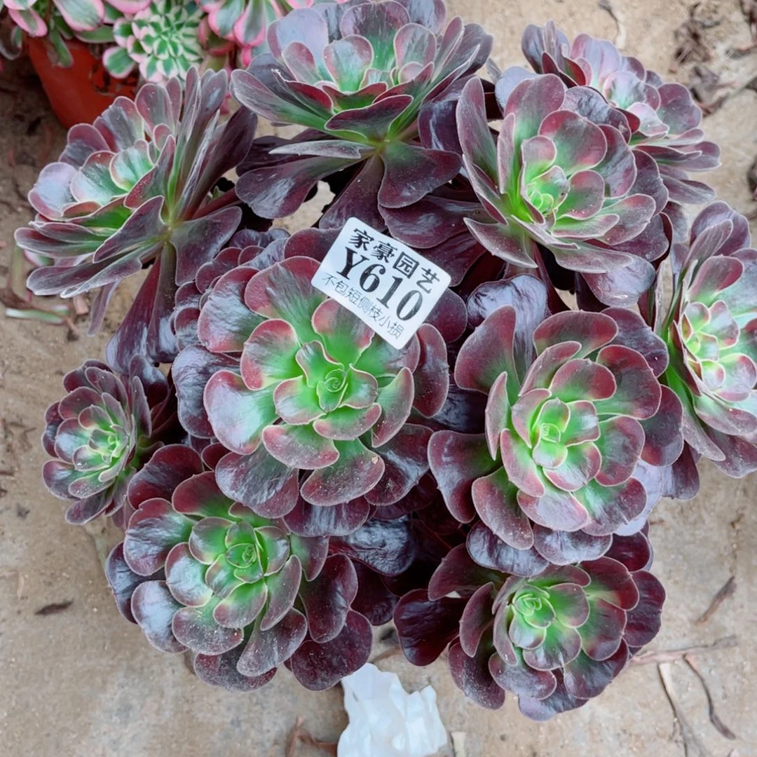 610爱神尺寸32左右2