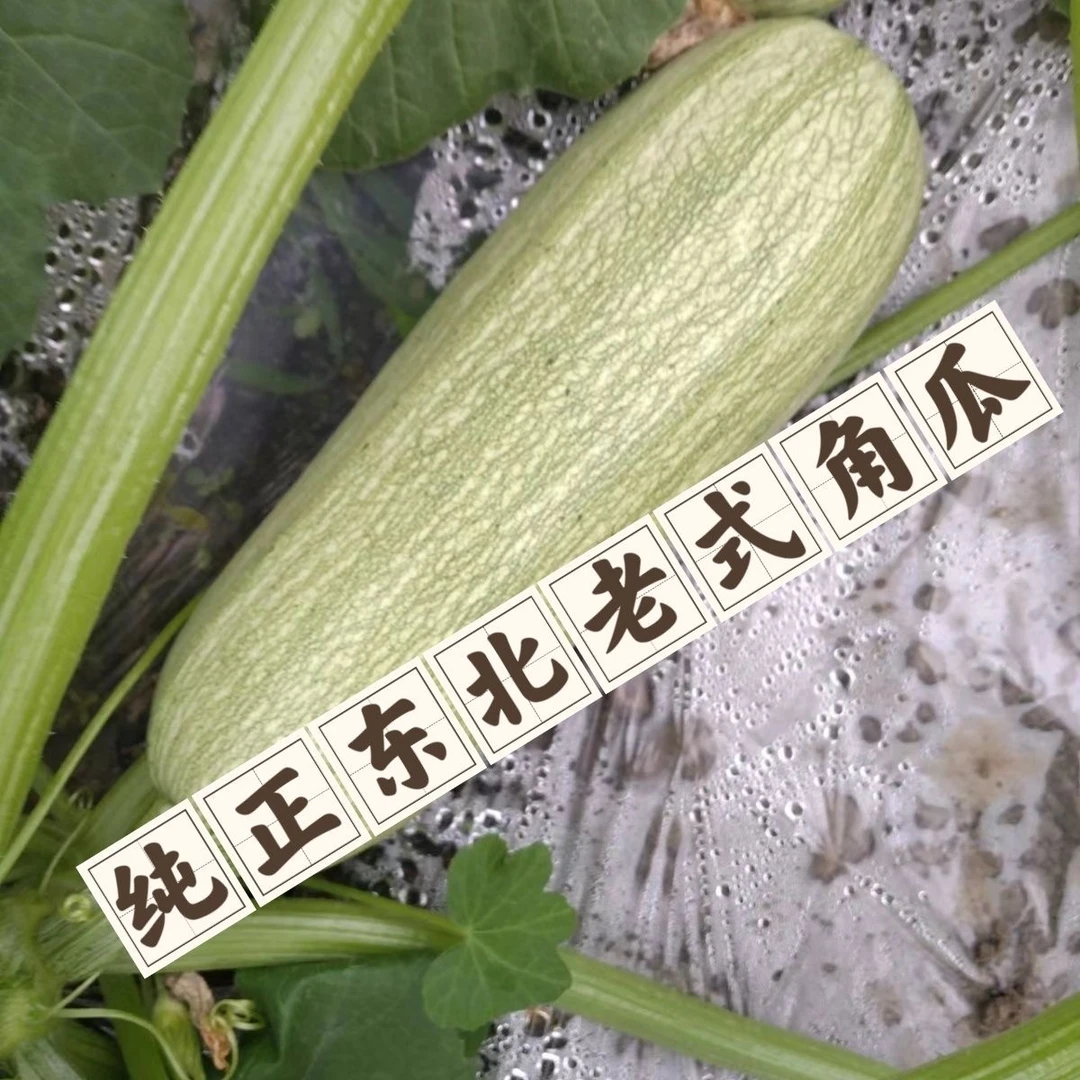 东北新鲜西葫芦老式角瓜白瓜长瓜去皮作馅农家新鲜蔬菜