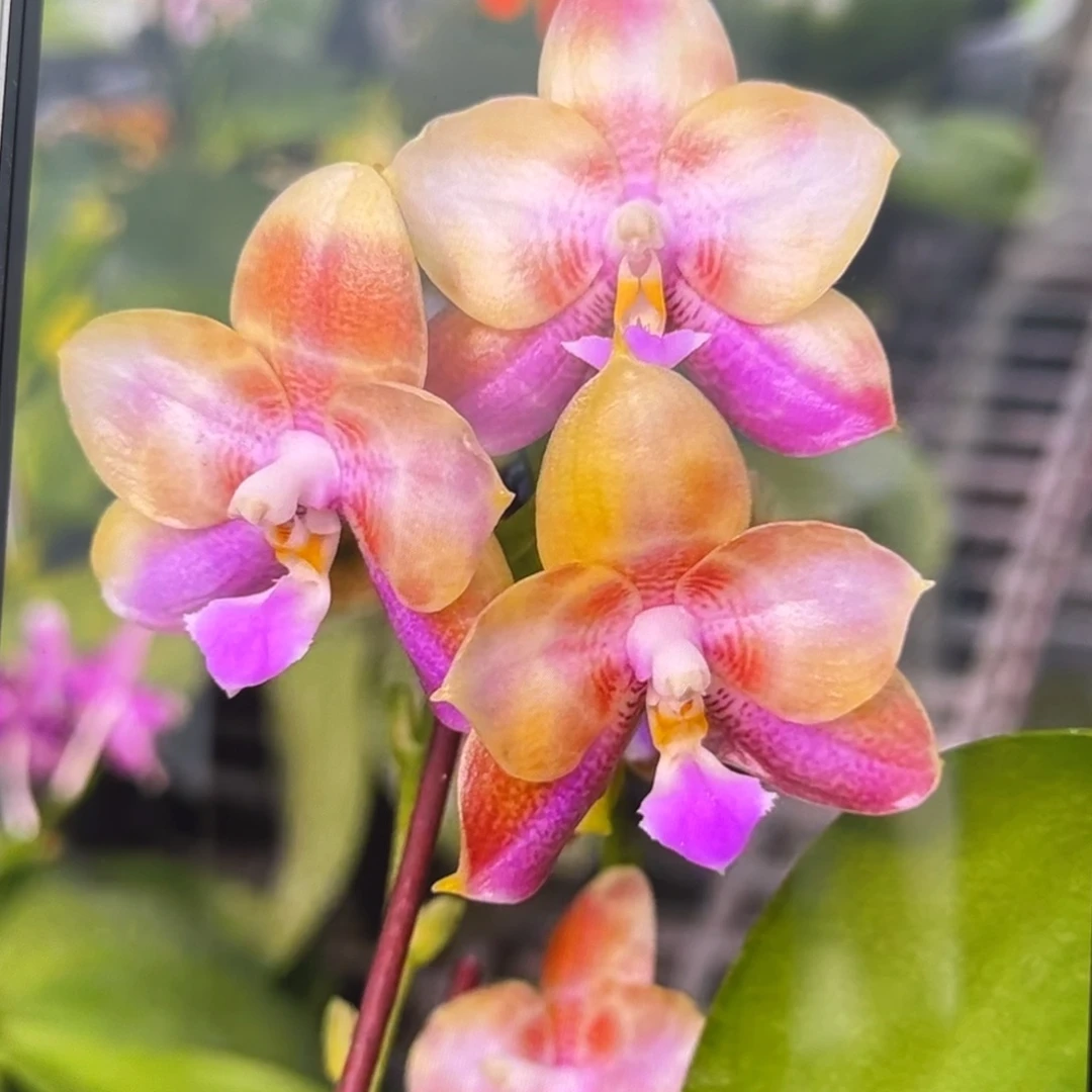 无花朵2.5寸功夫分生苗