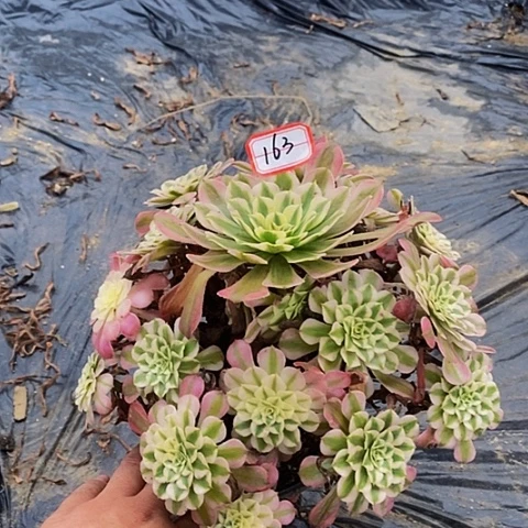 铜壶白老桩捧花163号