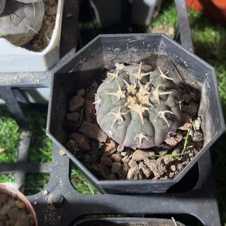 单头猫爪zzzzzzzzzzz