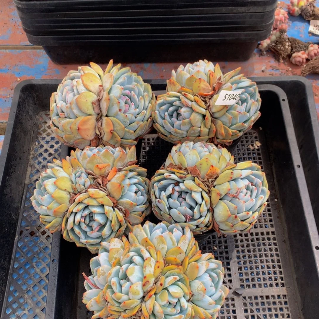 51040五个嗯嗯嗯一起带盆