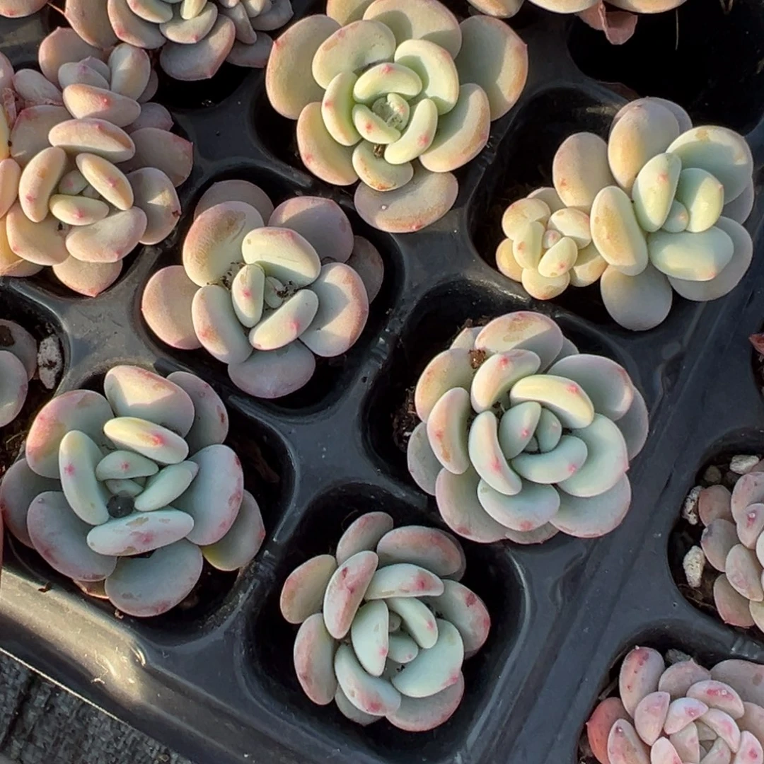 雪兰3颗量拍多肉满20包邮