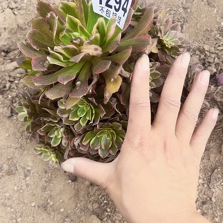 1294变异多肉植物法师